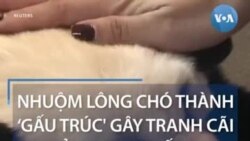 Nhuộm lông chó thành ‘gấu trúc' gây tranh cãi ở Trung Quốc 