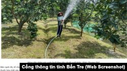 Trồng bưởi xuất khẩu ở Bến Tre.