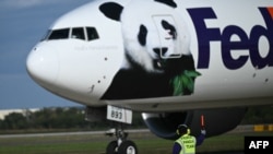 A FedEx cargo jet transporting two giant pandas from China lands at Dulles airport in Virginia, Oct. 15, 2024.