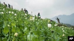 Cánh đồng trồng cây thuốc phiện ở gần làng Lone Zar, miền bắc bang Kachin, Myanmar.