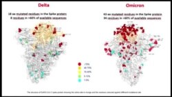 Rezime Reyaksyon sou Dekouvèt 'Omicron', yon Nouvo Varyan COVID-19
