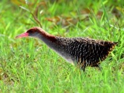 Chim chằng nghịch hay nỗi nhớ quê, còn gọi là gà nước vằn, tên khoa học Gallirallus striatus, xưa kia có ở đồng ruộng miền Tây ĐBSCL nay hầu như không còn nữa, nhưng chưa thấy trong Danh mục sách đỏ động vật Việt Nam. [ nguồn: birdwatchingvietnam ]