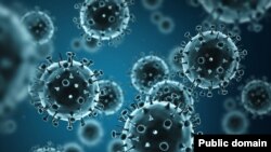 Ảnh minh họa: Virus H1N1. Cúm heo.