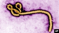 Vi rút Ebola có thể sống nhiều tháng trong tinh dịch, nhưng trước đây người ta nghĩ rằng các loại thể dịch khác không còn Ebola một khi bệnh nhân khỏi bệnh.