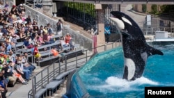 Du khách được chào đón bởi cá voi sát thủ Orca trong một buổi biểu diễn tại công viên SeaWorld ở San Diego, California.