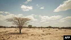 Hạn hán trong vùng Turkana của Kenya