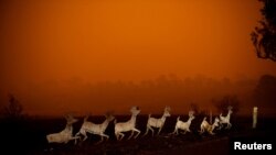 Vật trang trí Giáng Sinh chìm trong lửa tại Cobargo, New South Wales, Úc.