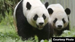 Mei Xiang và Tian Tian tại Sở thú quốc gia ở thủ đô Washington