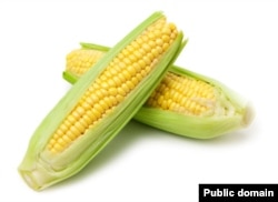 Corn on the cob