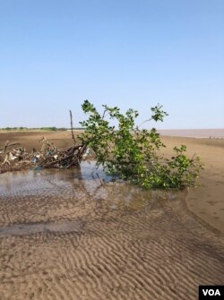 Dọc bờ biển ĐBSCL cũng ngày đêm âm thầm bị xói mòn / beach erosion; so với sạt lở ven sông, tình trạng sạt lở ven biển trầm trọng hơn nhiều. Một dãy nhà bị đổ sụp xuống sông được báo chí và dân chúng quan tâm nhiều hơn nhưng sạt lở ven biển là một cái chết chậm và rất âm thầm; hình trên, là cây bần bật gốc bị cuốn trôi rạt nơi Cửa sông Trần Đề. [photo by Ngô Thế Vinh 2017]; hình dưới, sạt lở rừng ven biển gây mất đất đai tại huyện Phú Tân tỉnh Kiên Giang. [photo by PanNature VN 2012]