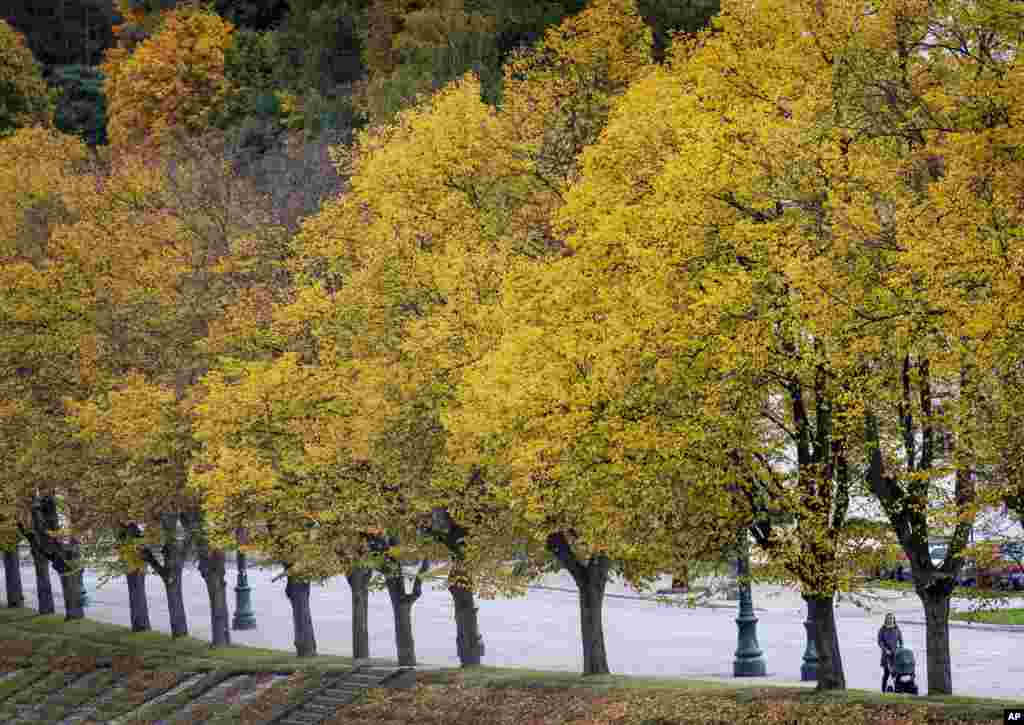 A woman pushing a baby carrier walks past autumnal trees in Vilnius, Lithuania.