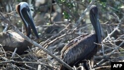 Dầu bám trên bộ lông của các con bồ nông trong Vịnh Barataria, bang Louisiana sau vụ nổ giàn khoan và tràn dầu hồi tháng 4