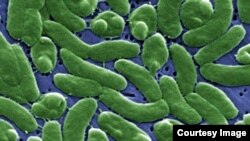 Vi khuẩn Vibrio vulnificus.