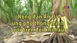 Nông dân Ấn ứng phó thông minh với biến đổi khí hậu