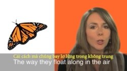 Thành ngữ tiếng Anh thông dụng: To Have Butterflies (VOA)