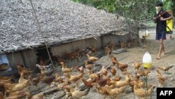 Nguyên nhân chính khiến virus A/H5N1 vẫn hoành hành bao gồm cơ cấu chăn nuôi gia cầm, chất lượng dịch vụ thú y, và mức độ hưởng ứng phòng chống của các ban ngành