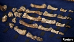 Các mảnh xương hóa thạch của 'Homo naledi' tìm được ở ngoại ô Johannesburg, ngày 10/9/2015.