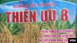 Thiên Ưu 8 được VINASEED quảng cáo là giống lúa thuần, chống chịu sâu bệnh tốt, đặc biệt là kháng bệnh đạo ôn. Ảnh: Lê Anh Hùng.