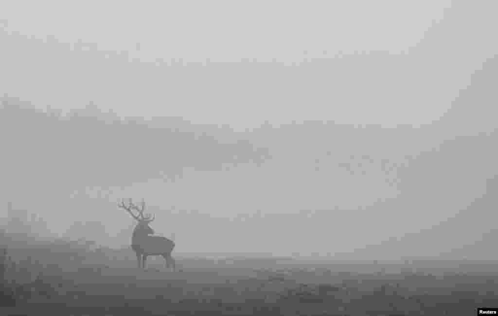 A male deer is seen in a field in Republican landscape reserve Nalibokski, near the village of Kozliki, Belarus.